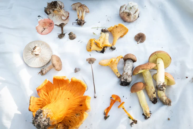 Identification et cueillette de champignons sauvages avec la Coop de l’Arrière-Pays