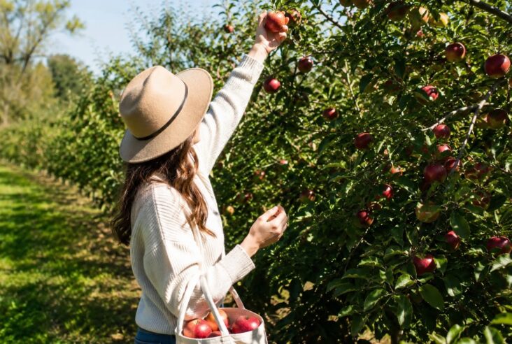 Autocueillette de pommes le Verger des tourterelles
